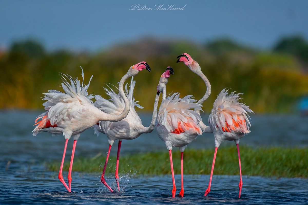 Phoenicopterus